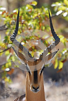 Impala in Etosha National Park