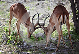 Impala in Etosha National Park, Namibia