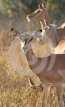 Impala ewe photo