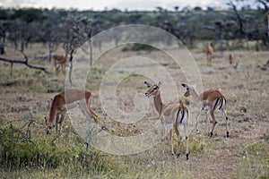 Impala ewe