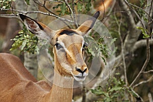 Impala ewe on alert in bushveld