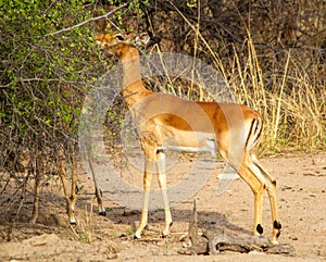 Impala ewe isolated in the wild