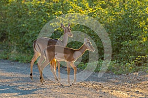 Impala ewe with male calf at surise