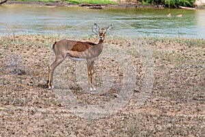 Impala facing the Galana River
