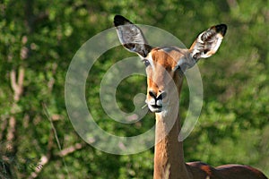 Impala female