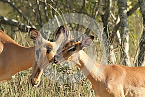 impala female