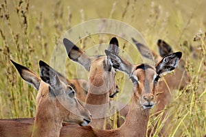 Impala Females