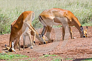 Impala Females At Salt Lick