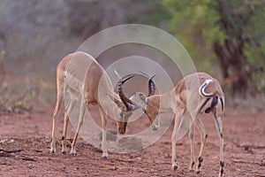 Impala fighting, antelope
