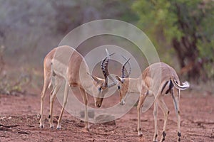 Impala fighting, antelope
