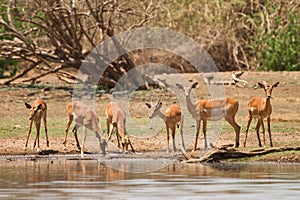 Impala gazelle