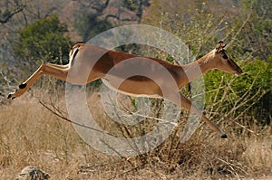 Impala gazelle leaps as though airborne