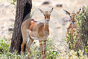 Impala gazelles grazed in the savannah of Kenya