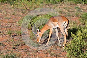 Impala gazelles grazed in the savannah of Kenya