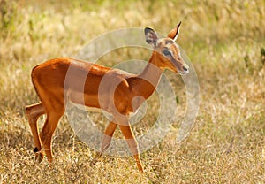 Impala with glossy coat walking in arid savannah