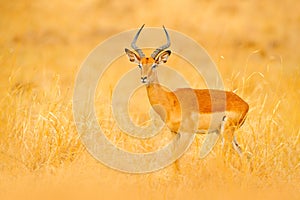 Impala in golden grass. Beautiful impala in the grass with evening sun. Animal in the nature habitat. Sunset in Africa wildlife. photo