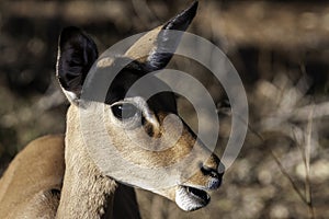 Impala  in grass lands close up