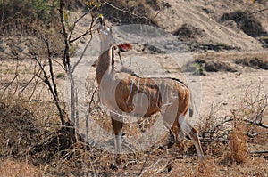 An Impala grazes on a sappling