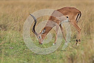 Impala grazing at Masai Mara