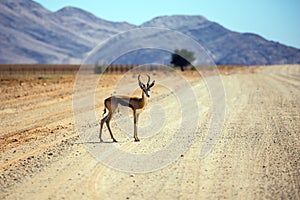 Impala grazing in the savannah