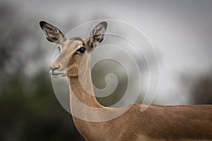 Impala head portrait in Botswana, Africa