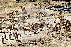 Impala herd