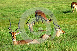 Impala herd