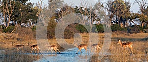 Impala herd photo