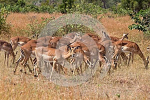 Impala herd