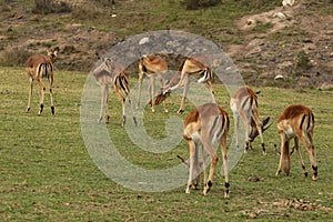 Impala herd at Boteilierskop Private Reserve