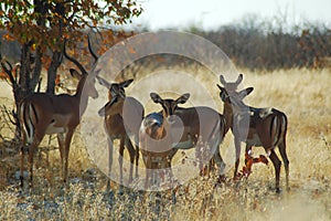 Impala herd in Etosha