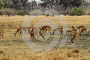 Impala Herd Grazing on the open plains