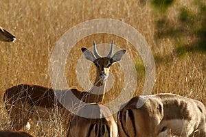 Impala Herd Grazing on the open plains