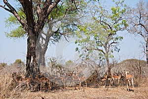 Impala herd