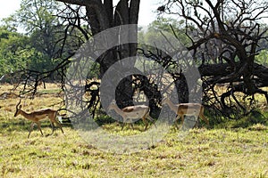 Impala Herd photo