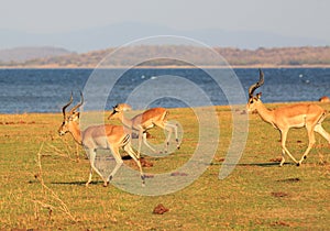 Impala herd running along the shoreline of Lake Kariba