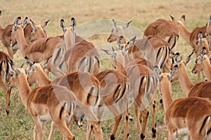 Impala herd in Sabi Sand