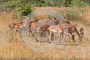 Impala Herde