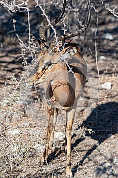 An impala hiding behind the bushes