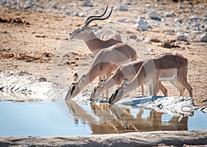 An impala and his harem, Etosha National Park, Namibia