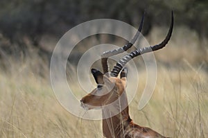 Impala with horns resting in tall grass