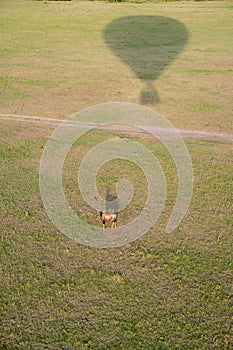 Impala and hot air balloon with shadow over the Masaai Mara Reserve in Kenya Africa