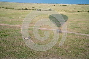 Impala and hot air balloon with shadow over the Masaai Mara Reserve in Kenya Africa