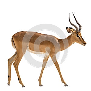 Impala, isolated on white
