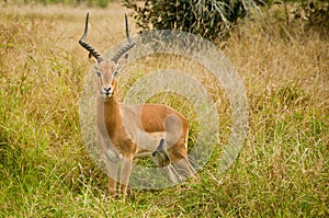 Impala in the Kruger National Park