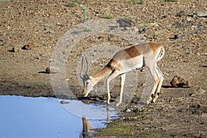 Impala in Kruger National park