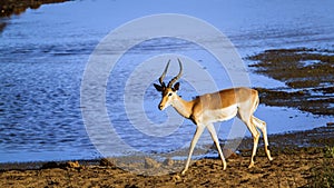 Impala in Kruger National park