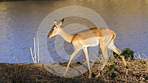 Impala in Kruger National park