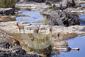 Impala in Kruger National park