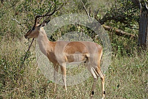 Impala Kruger National Park